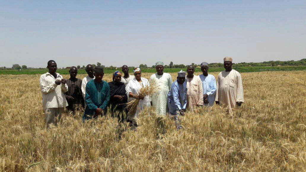 Jere Bowl Rice Scheme