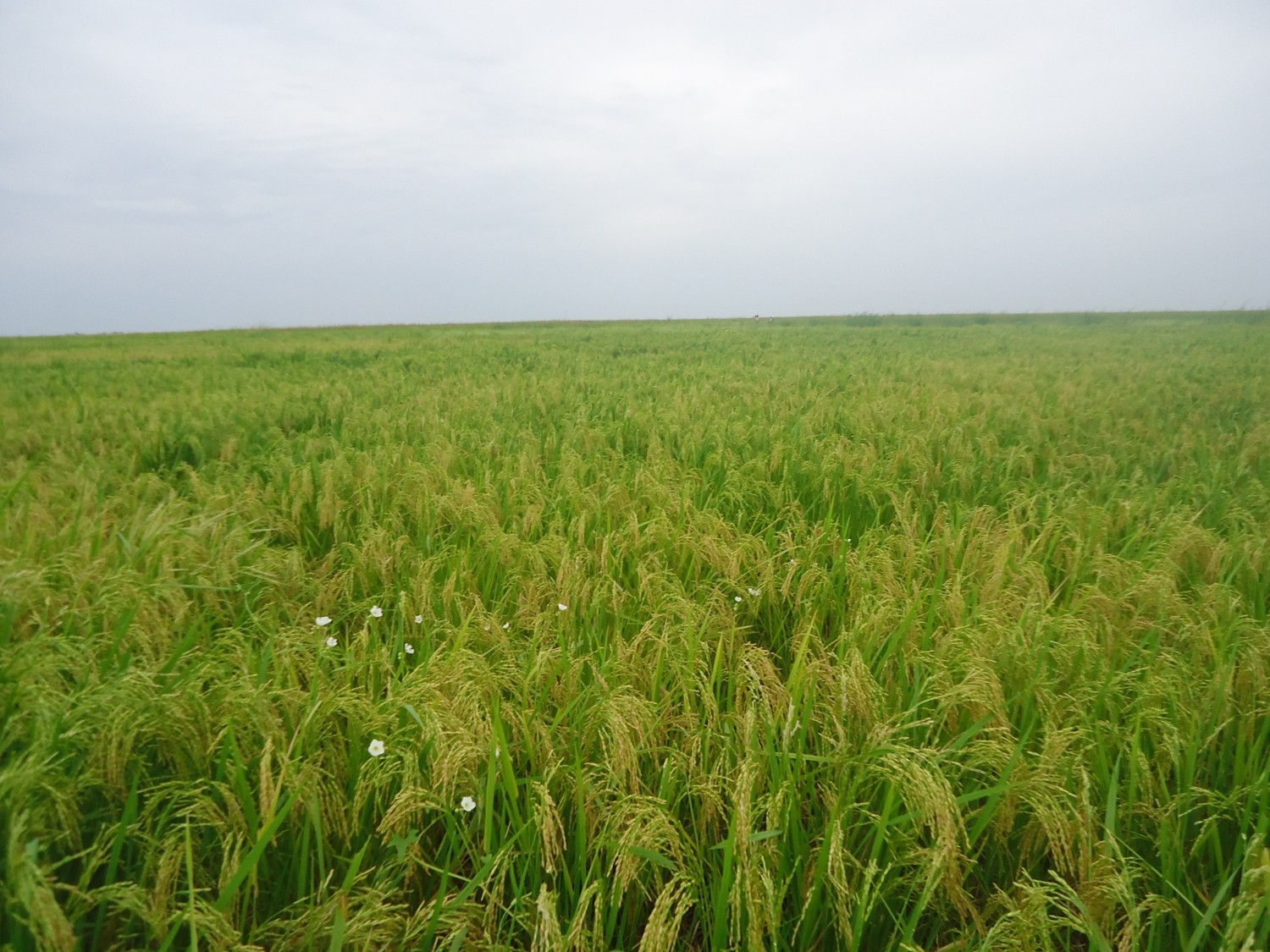 Rice Field Cultivated In 2012 Wet Season