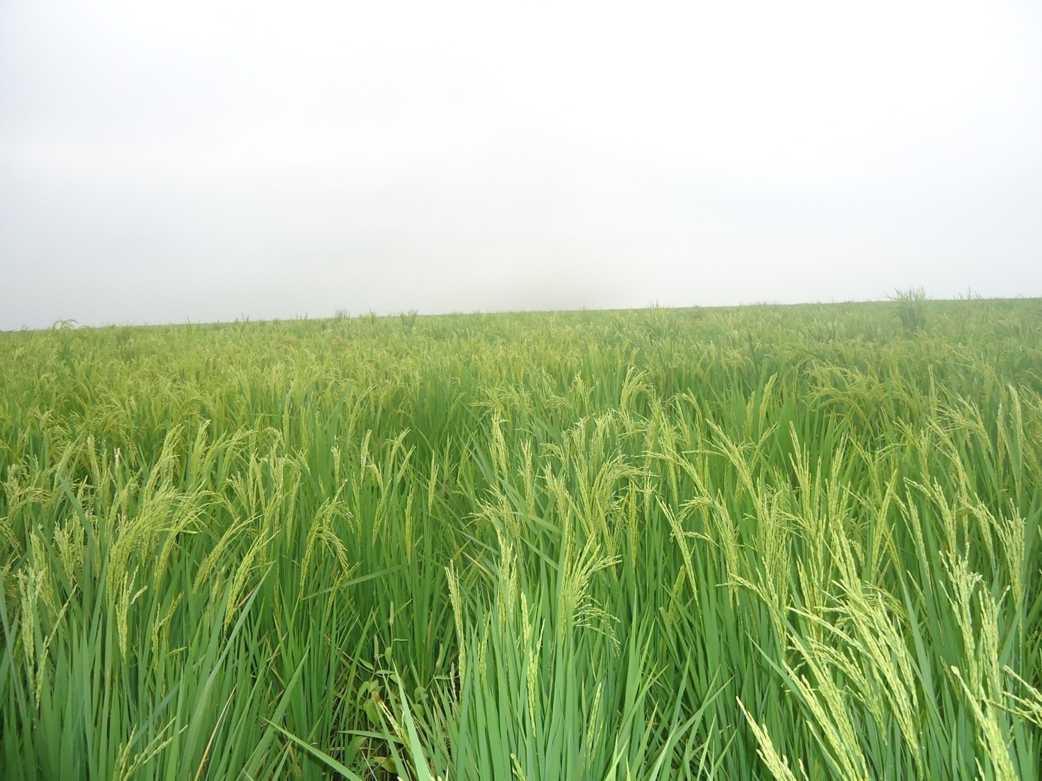 Rice Field At Gashua Scheme